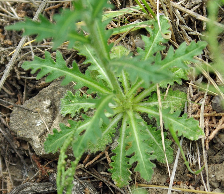 Image of Parrya mollissima specimen.