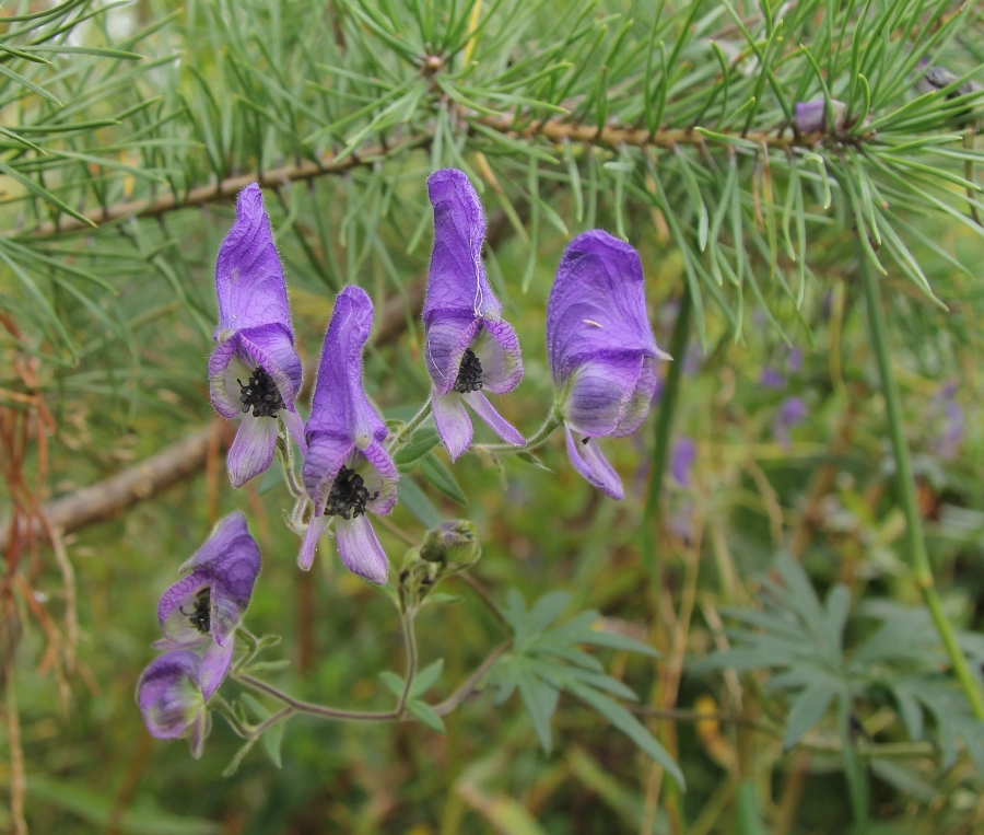 Изображение особи Aconitum volubile.