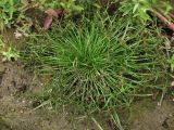 Cyperus fuscus. Цветущее растение. Южный Берег Крыма, пос. Виноградный, обочина. 23 августа 2011 г.