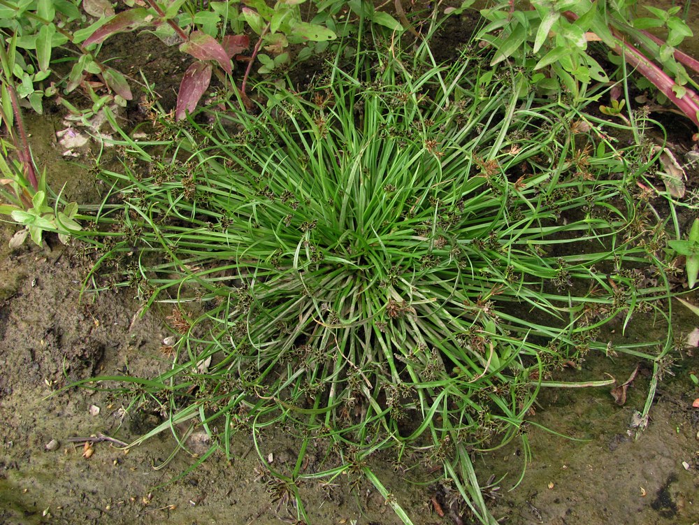 Изображение особи Cyperus fuscus.