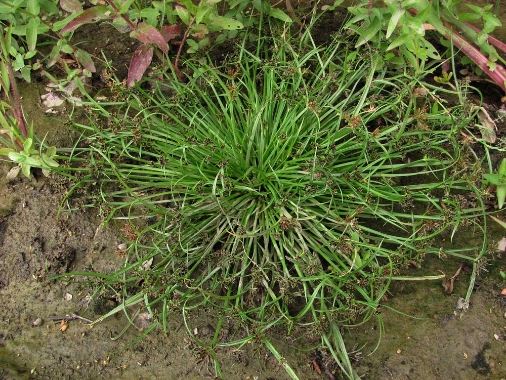 Image of Cyperus fuscus specimen.