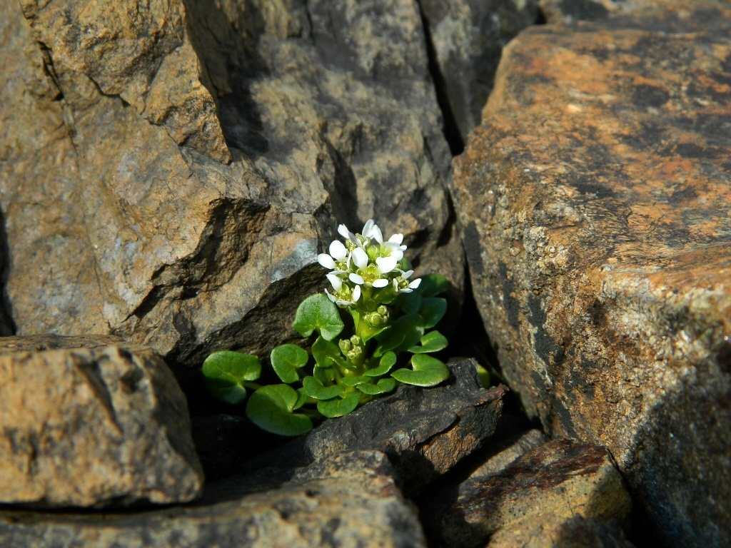 Image of Cochlearia officinalis specimen.