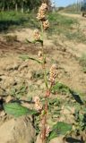 Persicaria lapathifolia. Верхушка расцветающего растения. Крым, окр. Бахчисарая, яблоневый сад. 14 сентября 2011 г.