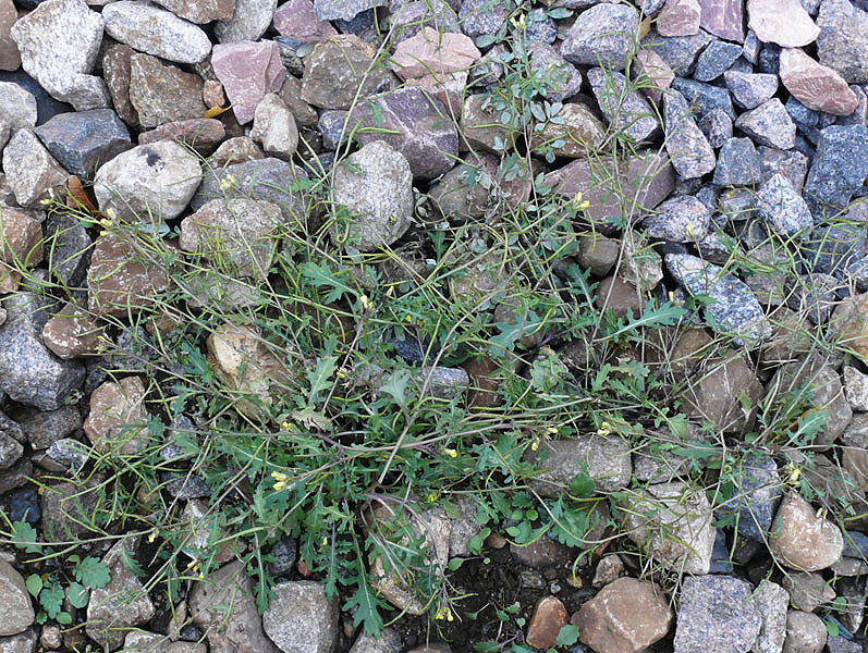 Image of Erucastrum gallicum specimen.