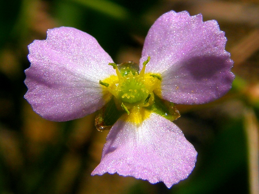 Изображение особи Alisma lanceolatum.