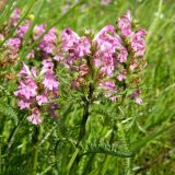 род Pedicularis. Верхушка цветущего растения. Полярный Урал, долина Большой Лагорты. 02.08.2011.