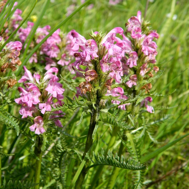 Image of genus Pedicularis specimen.