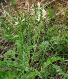 Oxytropis ochroleuca