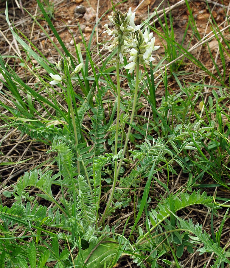 Изображение особи Oxytropis ochroleuca.