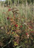 Rosa cinnamomea. Плодоносящее растение. Москва, Кузьминский парк, под ЛЭП. 17.09.2011.
