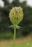 Daucus carota. Соплодие. Словакия, Кошицкий край, р-н Рожнява, луг. 31.07.2011.