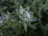 Teucrium capitatum