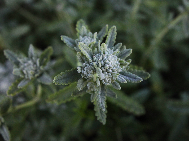 Изображение особи Teucrium capitatum.