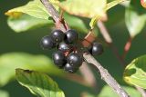 Frangula alnus. Соплодие с созревшими ягодами. Московская обл., Раменский р-н, окр. дер. Хрипань. 01.08.2007.