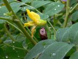 Caragana arborescens