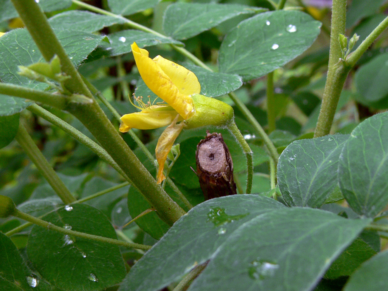 Изображение особи Caragana arborescens.