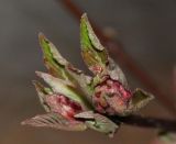 Viburnum × bodnantense. Распускающиеся почки соцветий. Германия, г. Кемпен, в культуре. 07.03.2012.