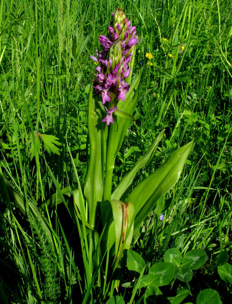 Image of Dactylorhiza sibirica specimen.
