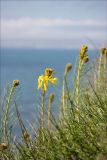 Asphodeline lutea