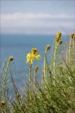 Asphodeline lutea. Побеги с распустившимися и распускающимися соцветиями. Черноморское побережье, Геленджик, севернее п. Кабардинка, можжевеловое редколесье. 23 апреля 2012 г.