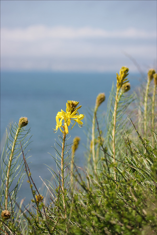 Изображение особи Asphodeline lutea.