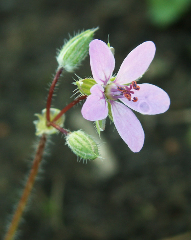 Изображение особи Erodium cicutarium.