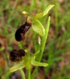 Ophrys sphegodes подвид passionis. Верхушка соцветия. Испания, Страна Басков, провинция Алаба, Гарайо, берег водохранилища. Середина мая 2012 г.