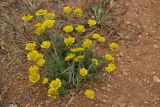 Anthemis monantha