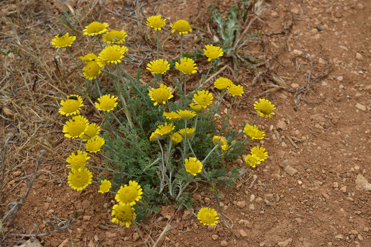 Изображение особи Anthemis monantha.