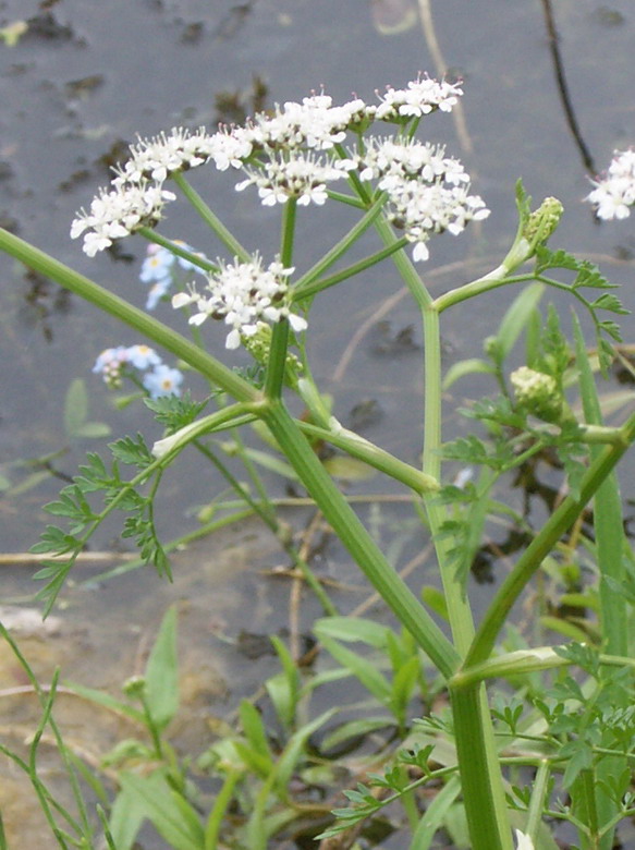 Image of Oenanthe aquatica specimen.