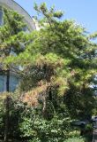 Pinus pityusa