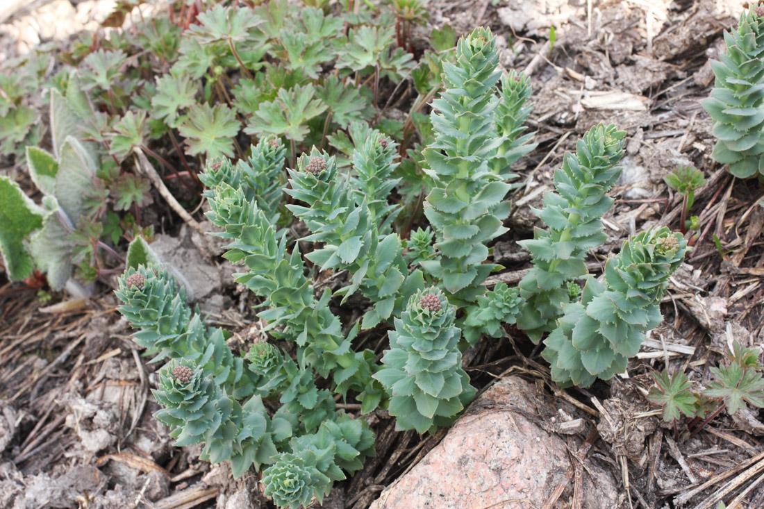 Изображение особи Rhodiola heterodonta.