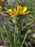 Inula ensifolia. Верхушка побега с соцветием. Горный Крым, Бабуган-Яйла. 9 июля 2012 г.