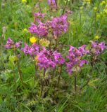 Pedicularis crassirostris. Верхушка цветущего растения на альпийском лугу рядом с водопадом. Кабардино-Балкария, южный склон пика Терскол, ≈ 2800 м н.у.м. 14.07.2012.