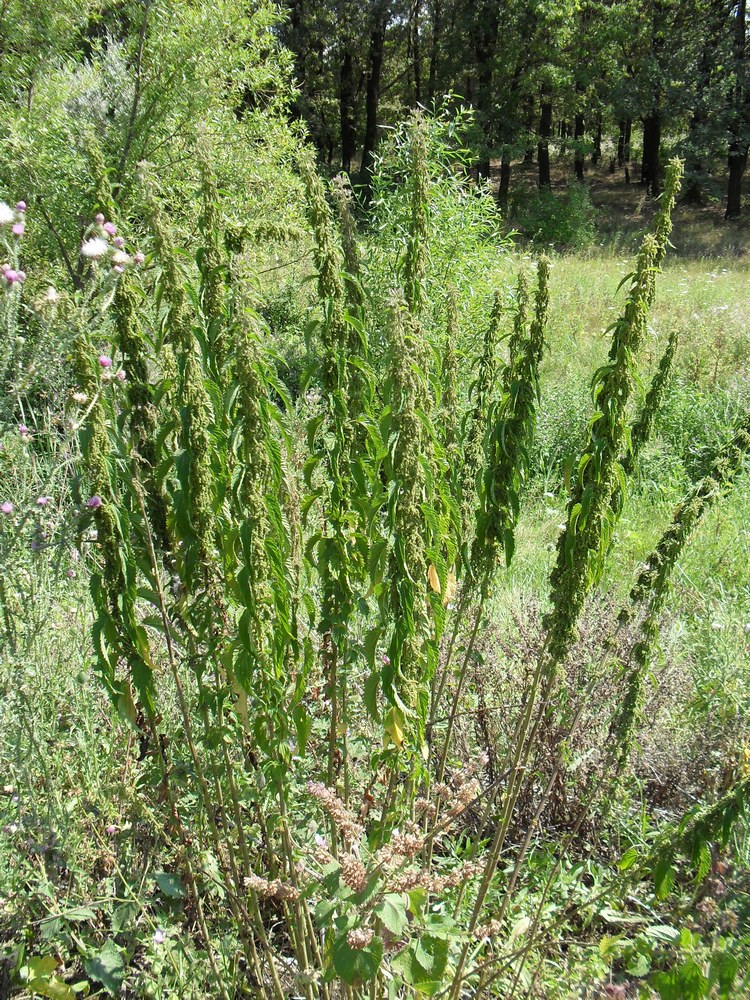 Image of Urtica dioica specimen.