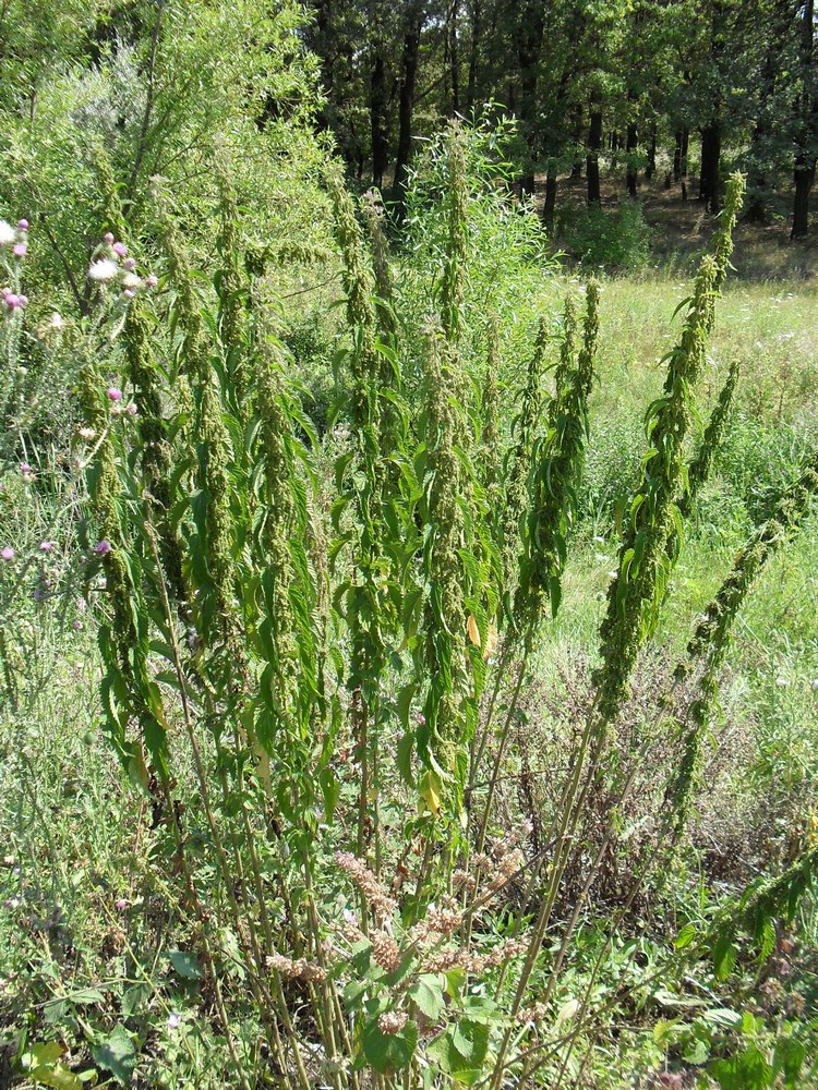 Изображение особи Urtica dioica.