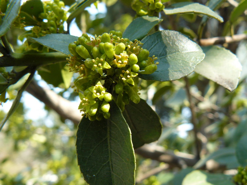 Image of Rhamnus alaternus specimen.