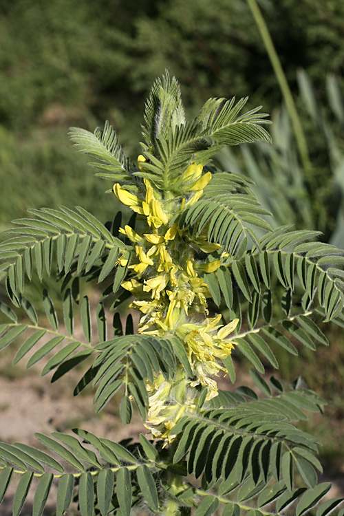 Изображение особи Astragalus sieversianus.