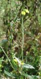 Artemisia vulgaris