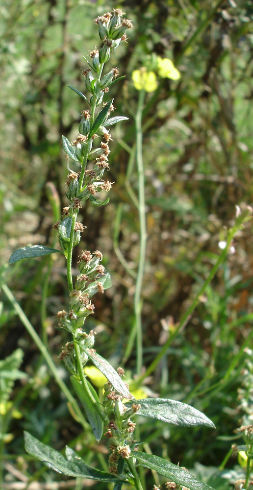 Изображение особи Artemisia vulgaris.