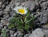 Anthemis iberica