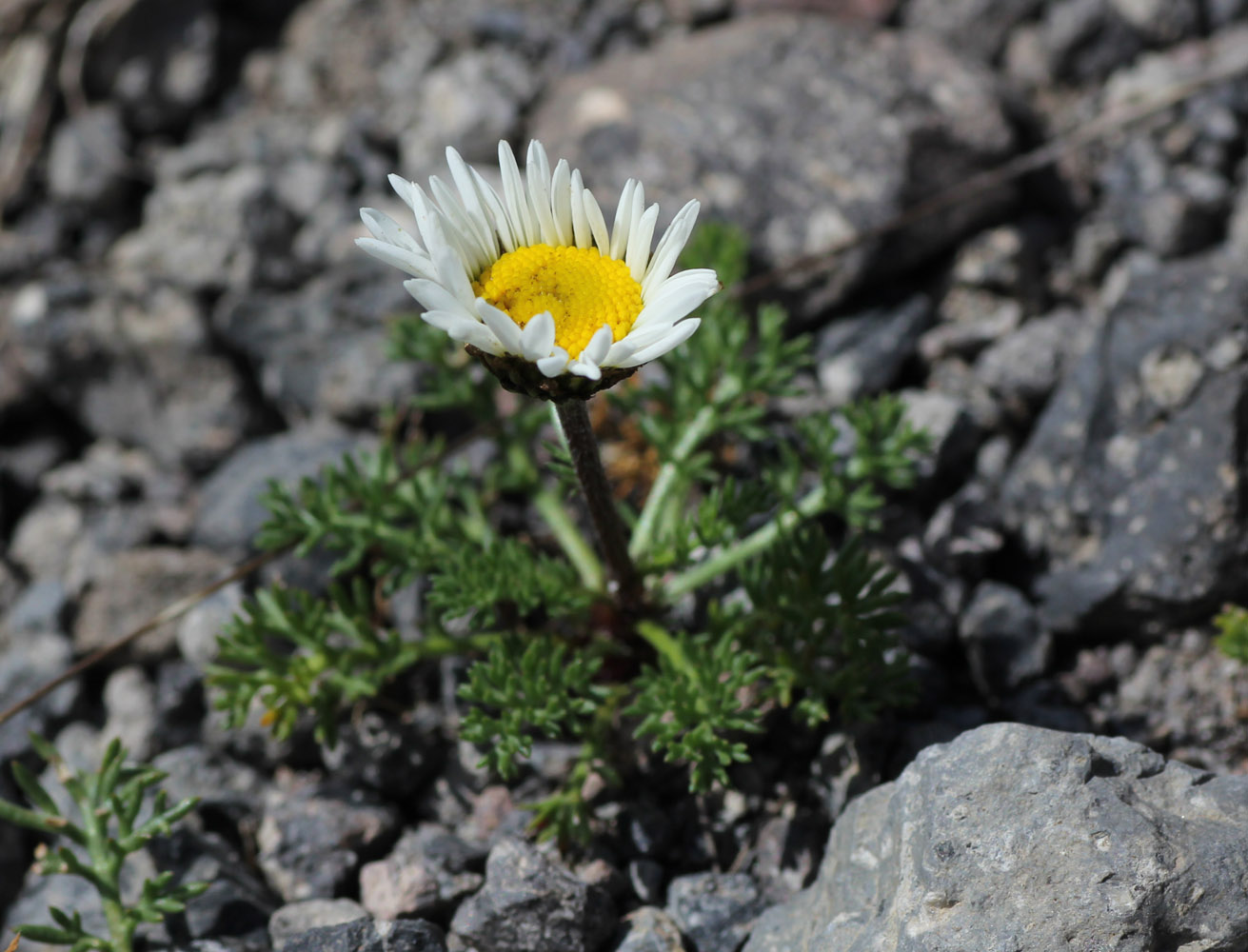 Изображение особи Anthemis iberica.