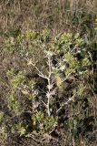 Cousinia syrdariensis. Цветущее растение. Южный Казахстан, нижний Боролдай, 2 км выше пос. Коктюбе. 02.06.2012.