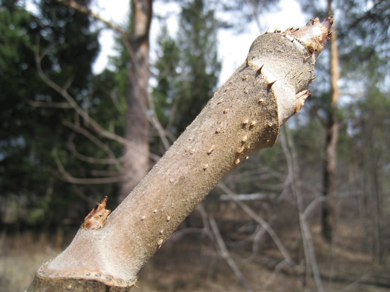 Image of Aralia elata specimen.