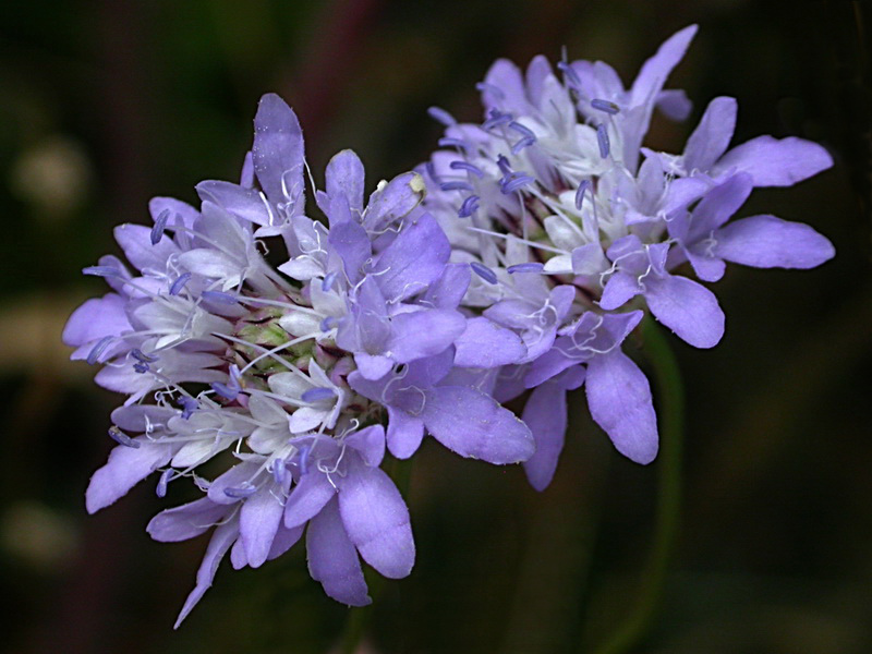 Изображение особи Cephalaria transsylvanica.