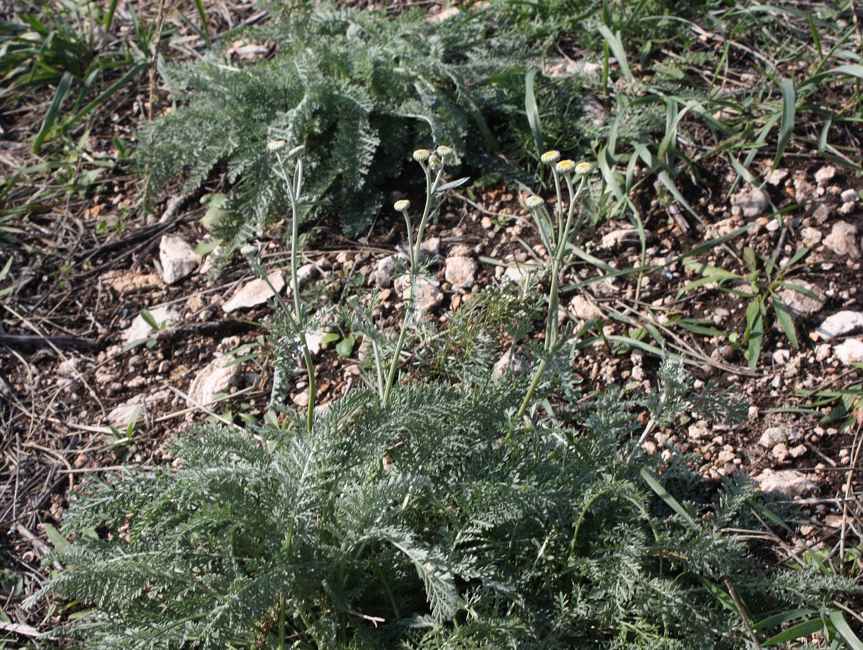 Image of Tanacetum kittaryanum specimen.