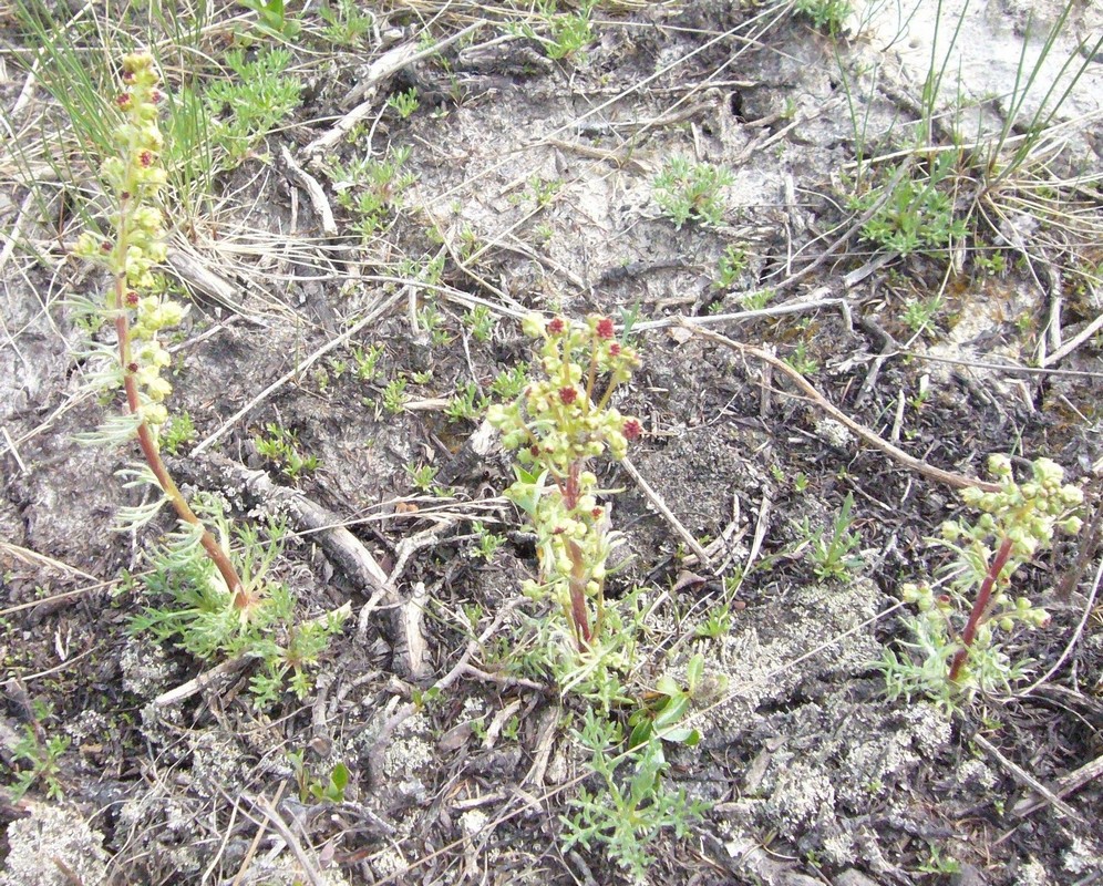 Image of Artemisia limosa specimen.