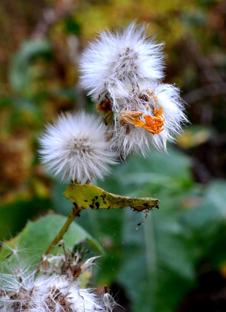 Image of Sonchus arvensis ssp. uliginosus specimen.