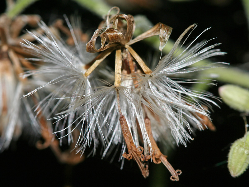 Image of Parasenecio hastatus specimen.