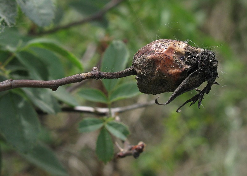 Image of Rosa podolica specimen.